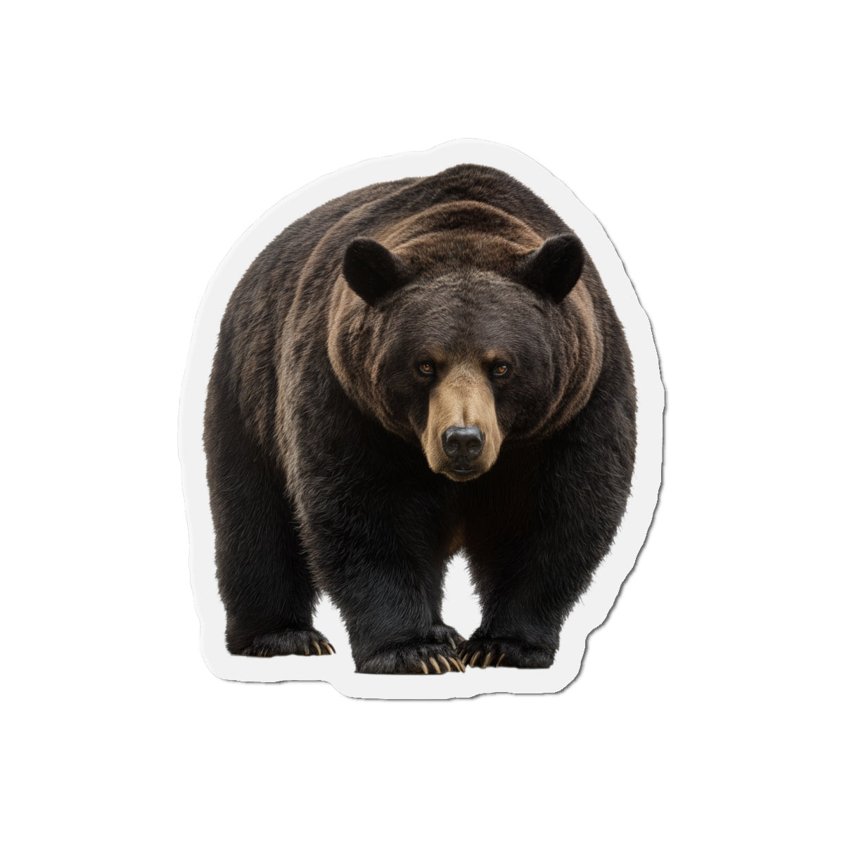 Black Bear Fridge Magnet